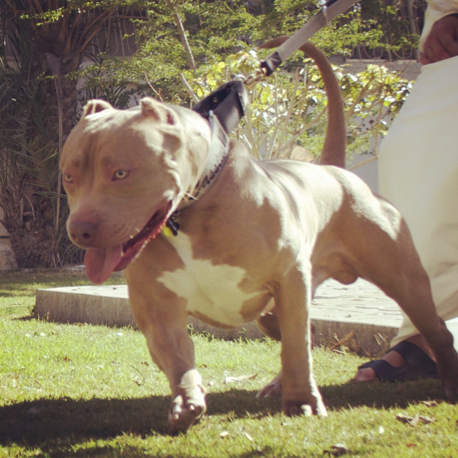 Sale of all type pitbull xl pitbulls for availble