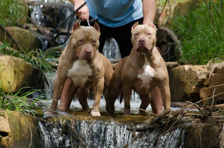 XXL Pitbull Puppies for Sale Gin and Juice Pits