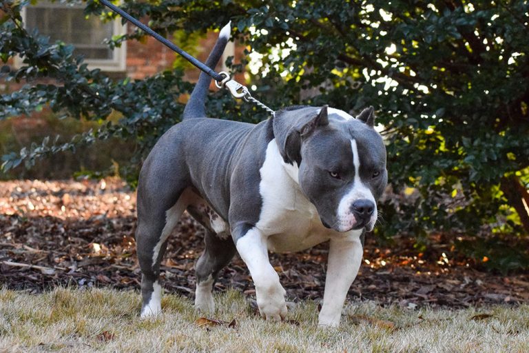 XXL Pitbull Puppies for Sale Gin and Juice Pits