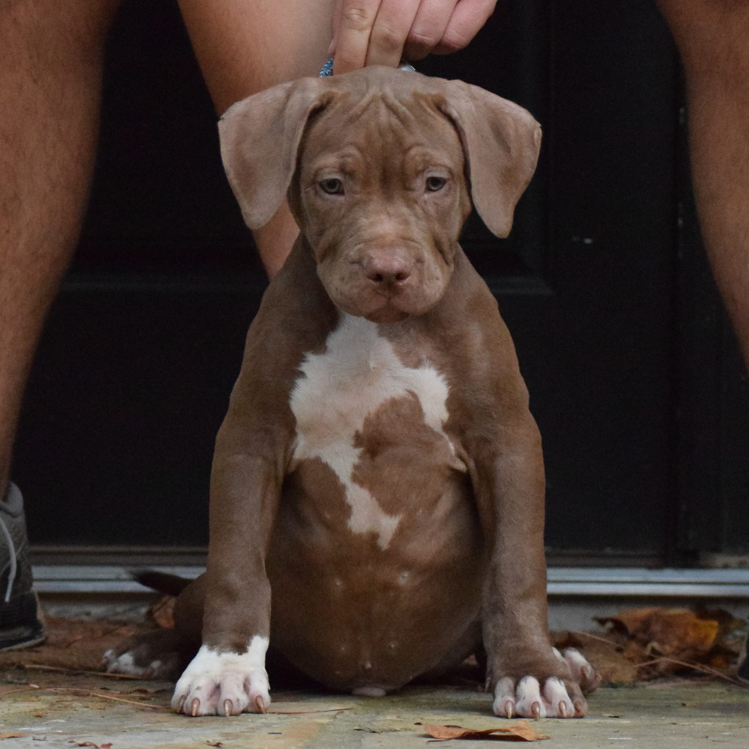 XXL Pitbull Puppies for sale Pitbull Puppies available