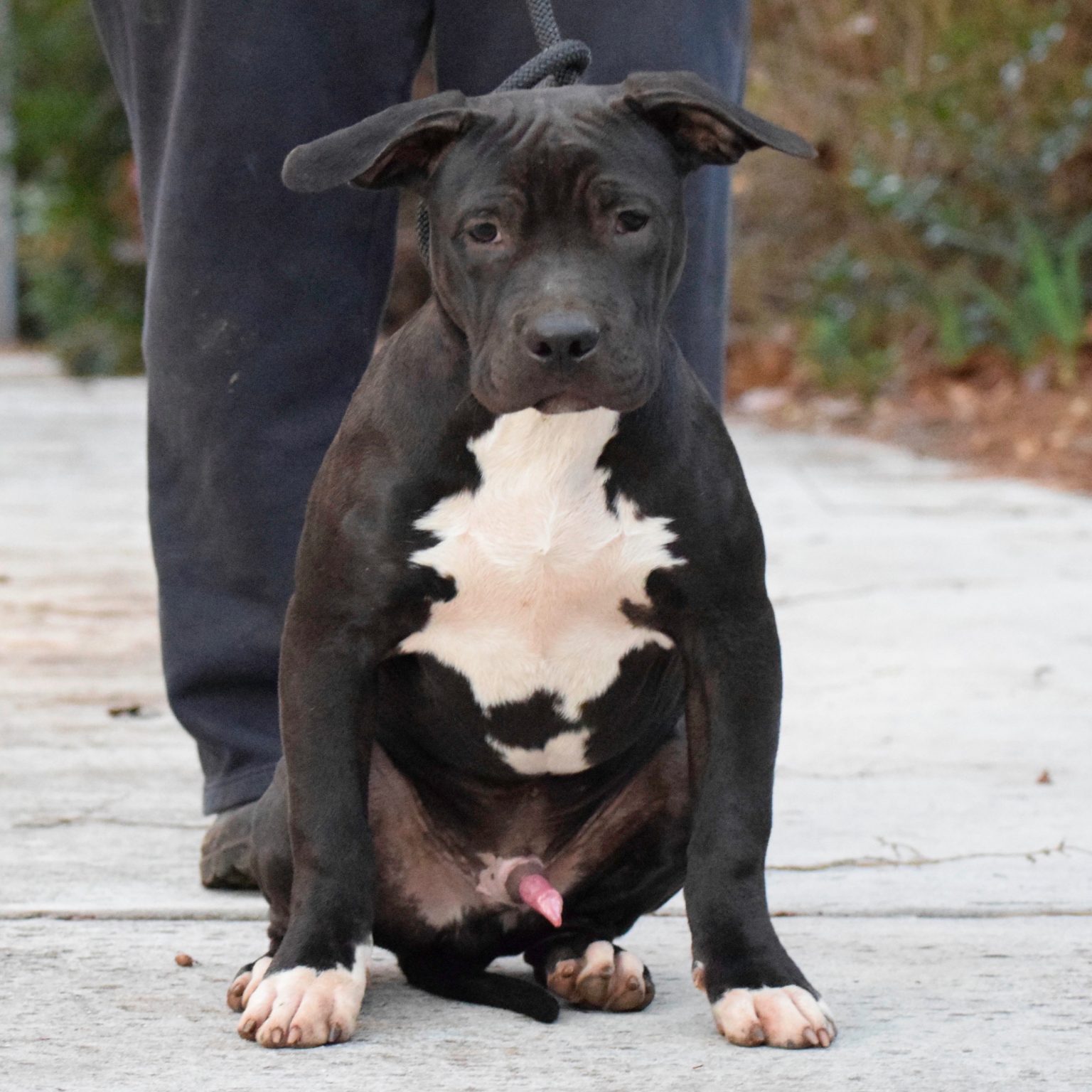 Xxl Pitbull Puppies For Sale Craigslist